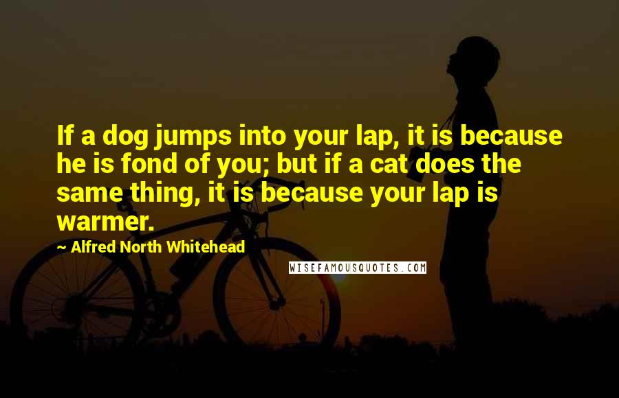 Alfred North Whitehead Quotes: If a dog jumps into your lap, it is because he is fond of you; but if a cat does the same thing, it is because your lap is warmer.