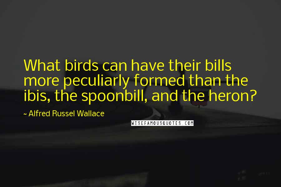 Alfred Russel Wallace Quotes: What birds can have their bills more peculiarly formed than the ibis, the spoonbill, and the heron?