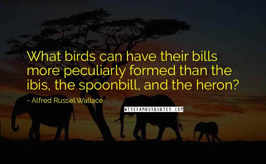 Alfred Russel Wallace Quotes: What birds can have their bills more peculiarly formed than the ibis, the spoonbill, and the heron?