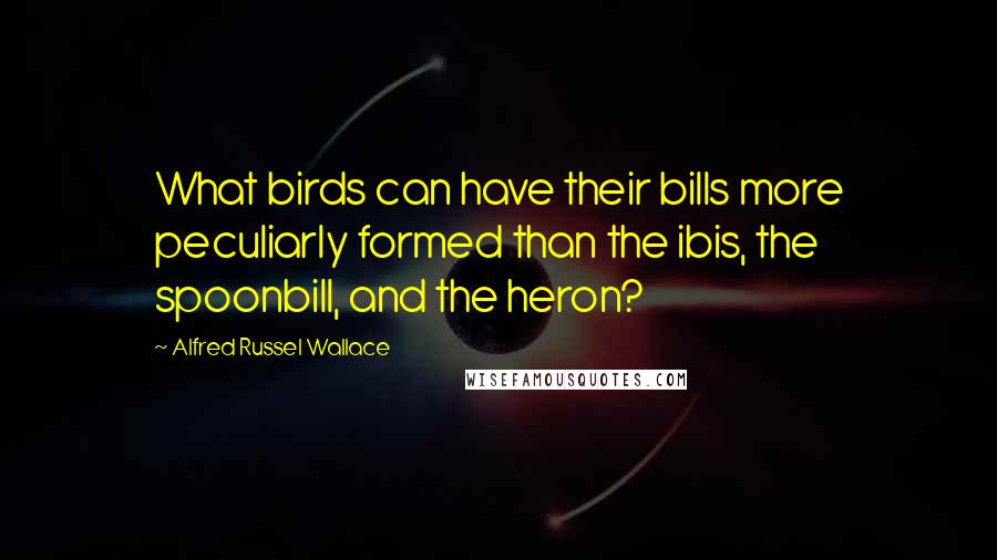 Alfred Russel Wallace Quotes: What birds can have their bills more peculiarly formed than the ibis, the spoonbill, and the heron?