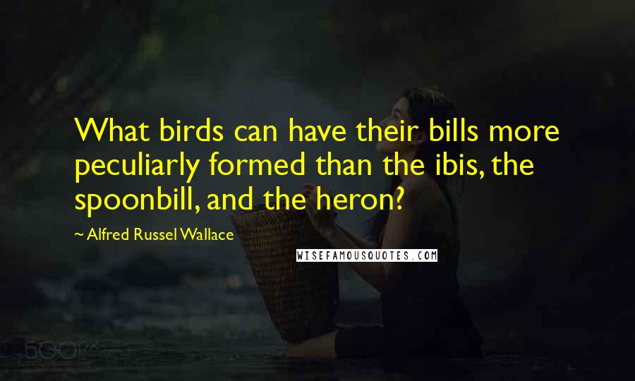 Alfred Russel Wallace Quotes: What birds can have their bills more peculiarly formed than the ibis, the spoonbill, and the heron?