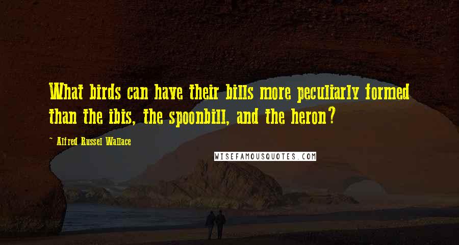 Alfred Russel Wallace Quotes: What birds can have their bills more peculiarly formed than the ibis, the spoonbill, and the heron?