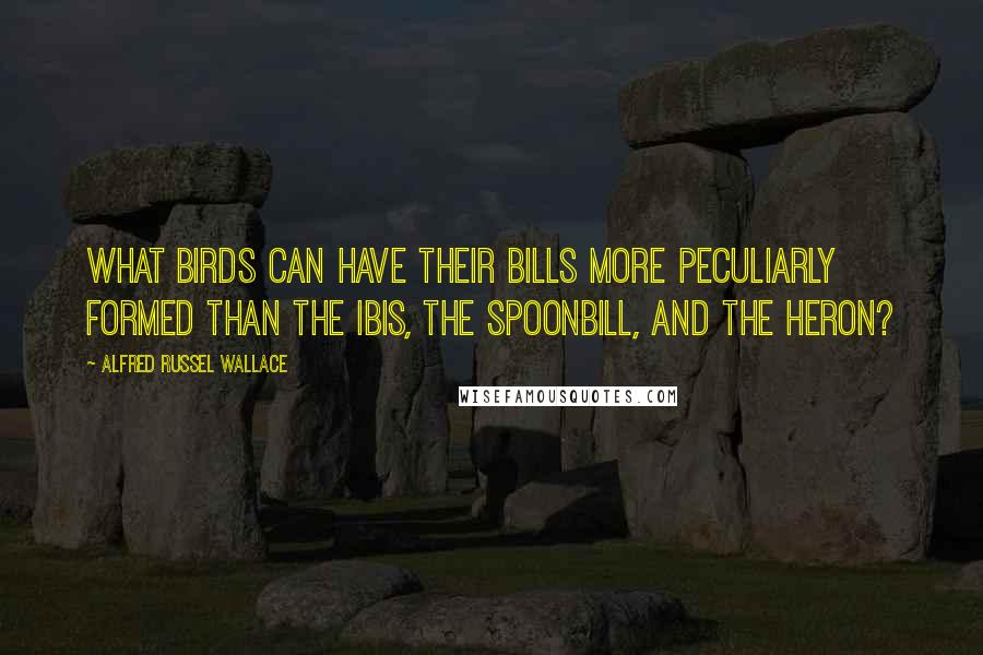 Alfred Russel Wallace Quotes: What birds can have their bills more peculiarly formed than the ibis, the spoonbill, and the heron?