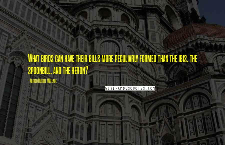 Alfred Russel Wallace Quotes: What birds can have their bills more peculiarly formed than the ibis, the spoonbill, and the heron?
