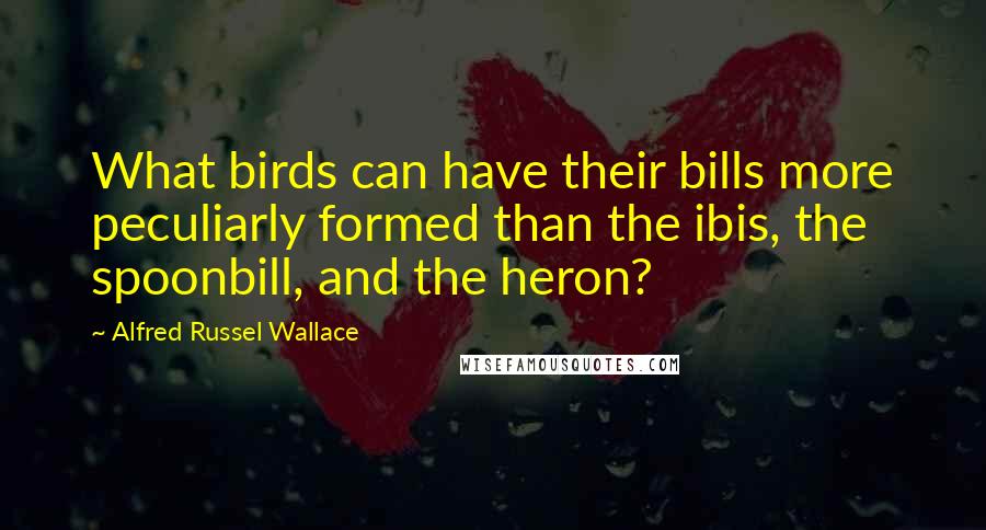 Alfred Russel Wallace Quotes: What birds can have their bills more peculiarly formed than the ibis, the spoonbill, and the heron?