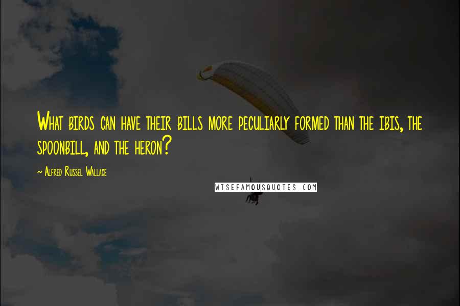 Alfred Russel Wallace Quotes: What birds can have their bills more peculiarly formed than the ibis, the spoonbill, and the heron?