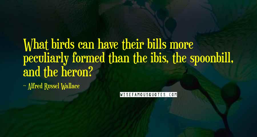 Alfred Russel Wallace Quotes: What birds can have their bills more peculiarly formed than the ibis, the spoonbill, and the heron?