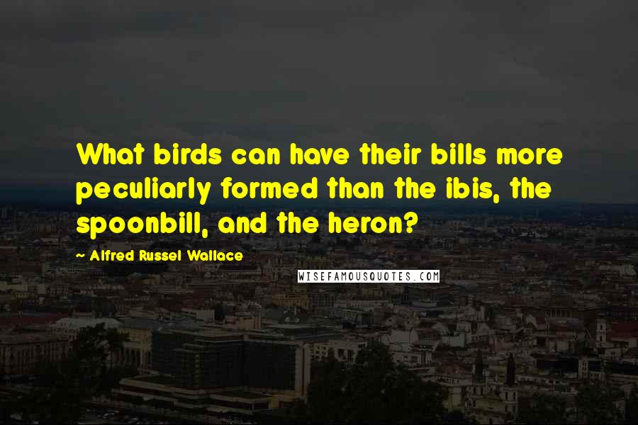 Alfred Russel Wallace Quotes: What birds can have their bills more peculiarly formed than the ibis, the spoonbill, and the heron?