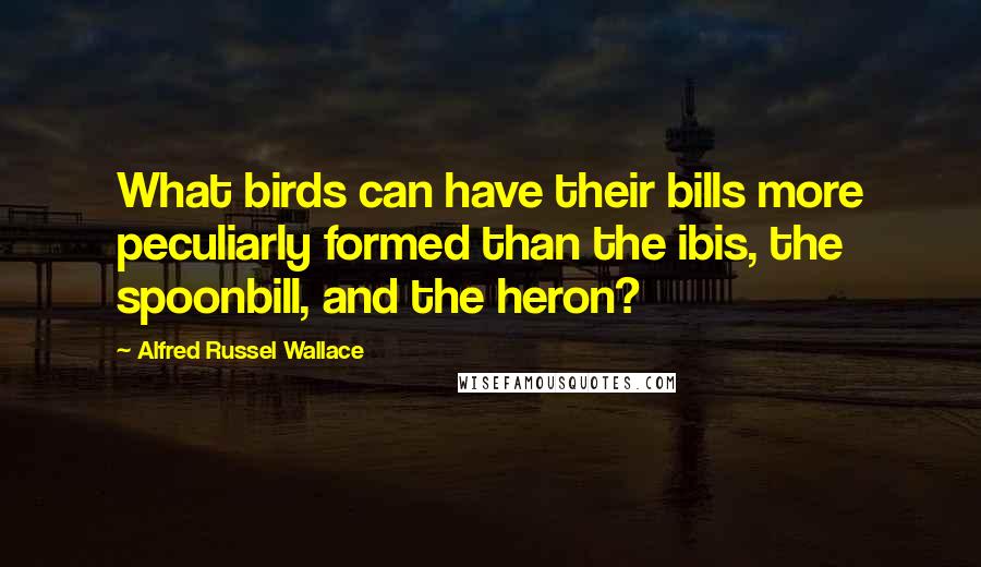 Alfred Russel Wallace Quotes: What birds can have their bills more peculiarly formed than the ibis, the spoonbill, and the heron?