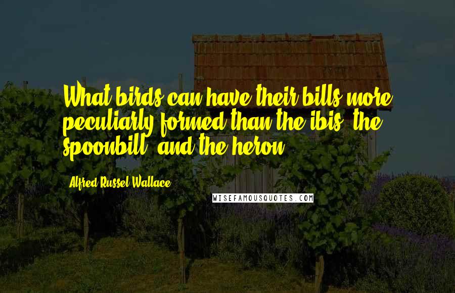 Alfred Russel Wallace Quotes: What birds can have their bills more peculiarly formed than the ibis, the spoonbill, and the heron?