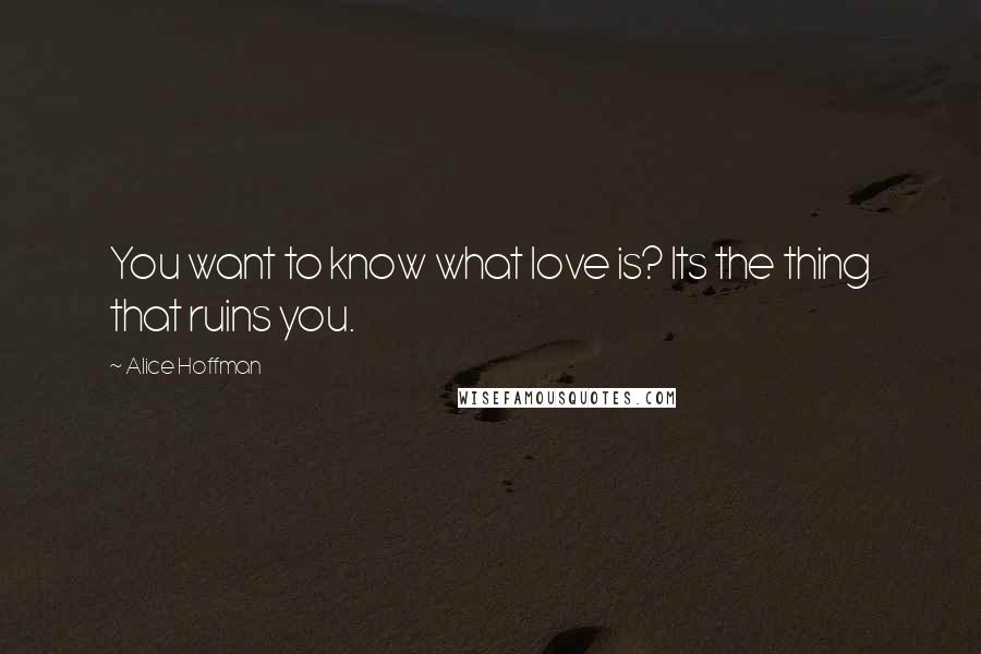 Alice Hoffman Quotes: You want to know what love is? Its the thing that ruins you.