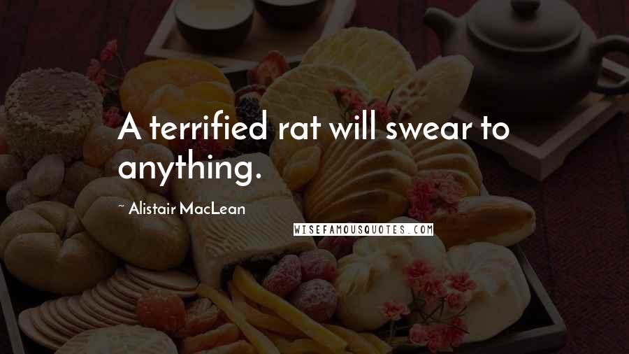 Alistair MacLean Quotes: A terrified rat will swear to anything.