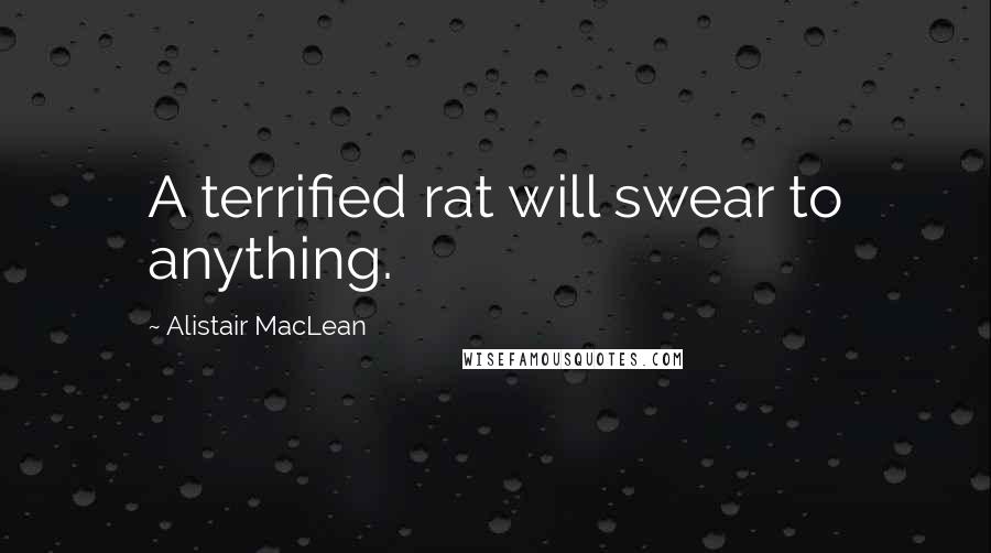 Alistair MacLean Quotes: A terrified rat will swear to anything.