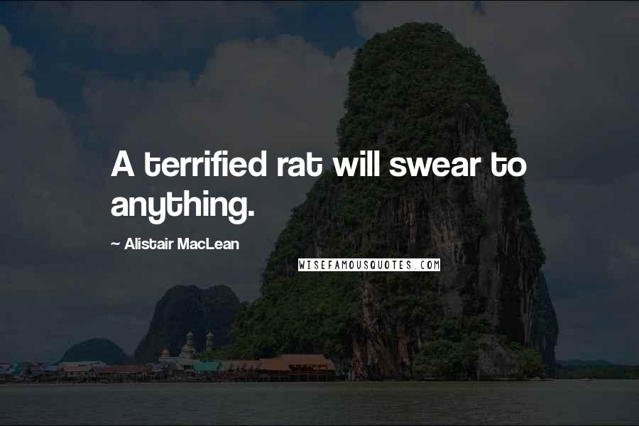 Alistair MacLean Quotes: A terrified rat will swear to anything.