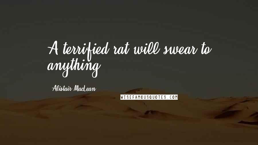 Alistair MacLean Quotes: A terrified rat will swear to anything.