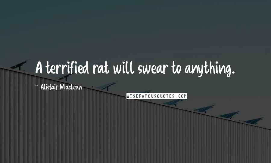 Alistair MacLean Quotes: A terrified rat will swear to anything.