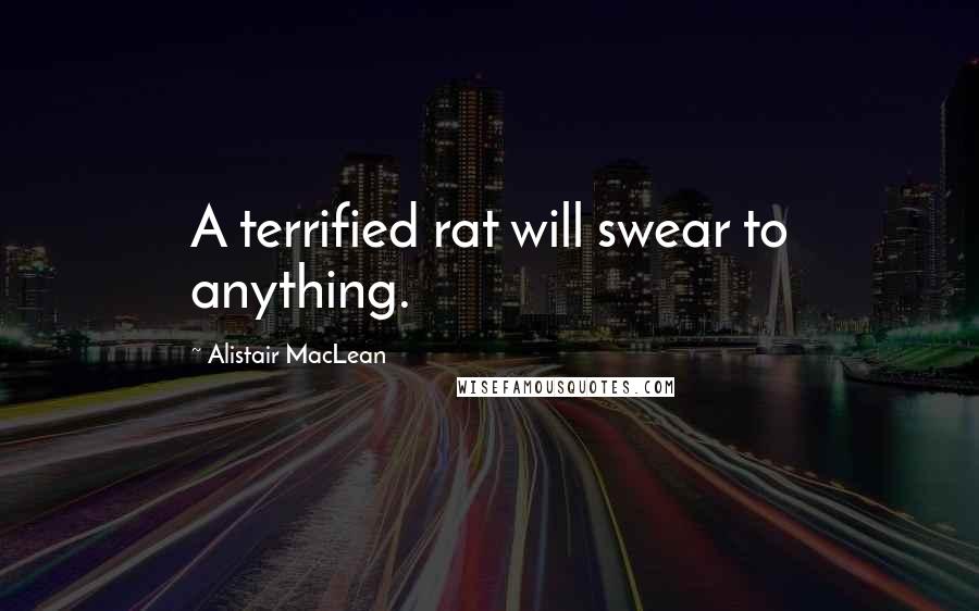 Alistair MacLean Quotes: A terrified rat will swear to anything.