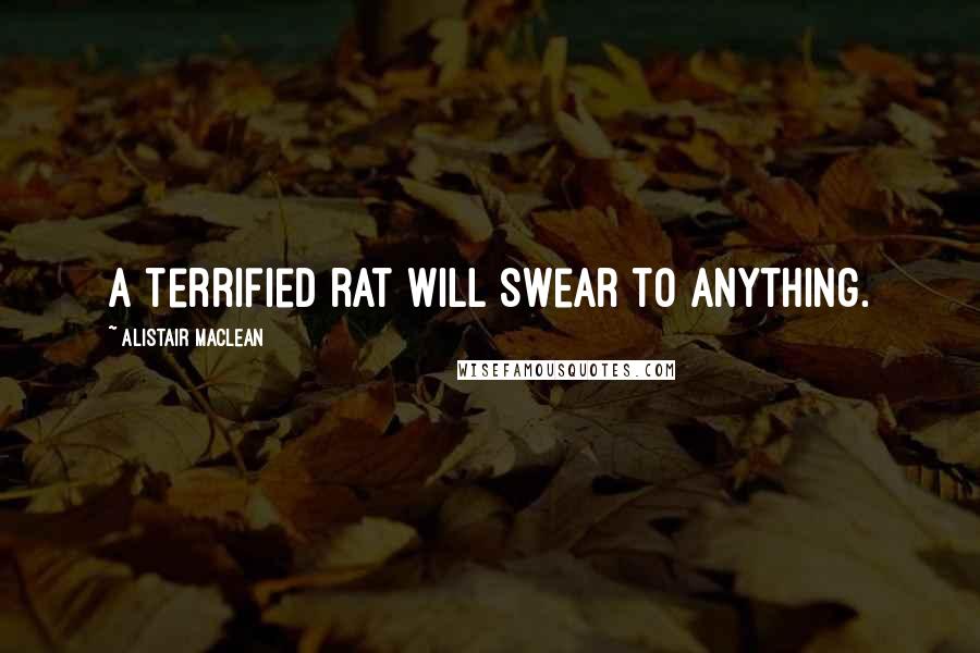 Alistair MacLean Quotes: A terrified rat will swear to anything.