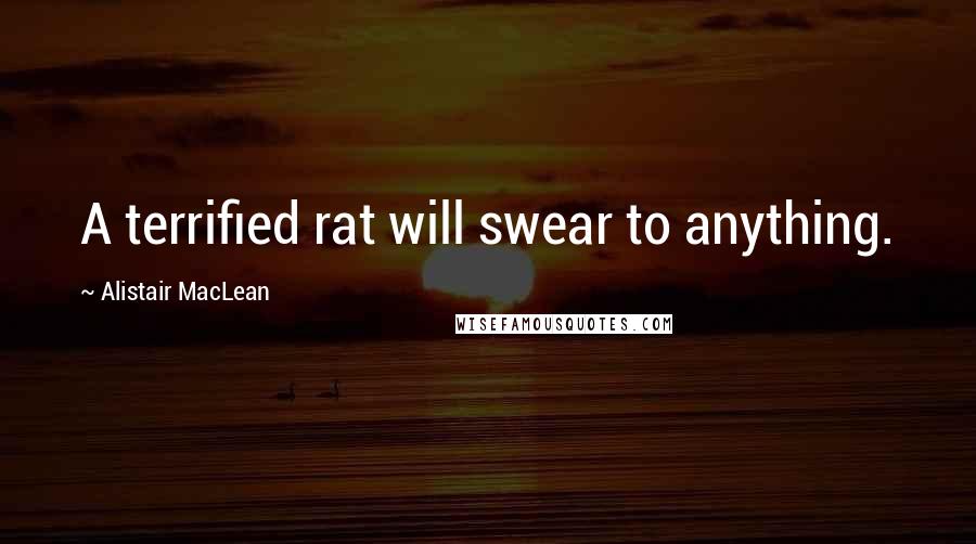 Alistair MacLean Quotes: A terrified rat will swear to anything.