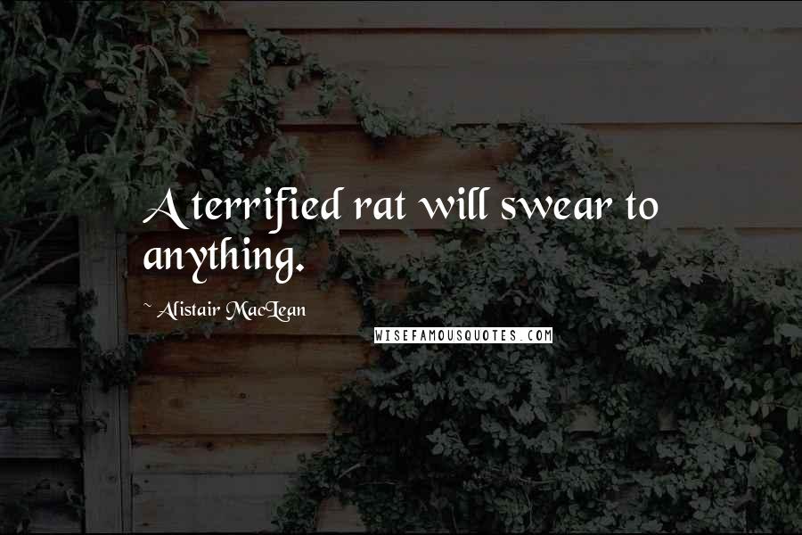 Alistair MacLean Quotes: A terrified rat will swear to anything.