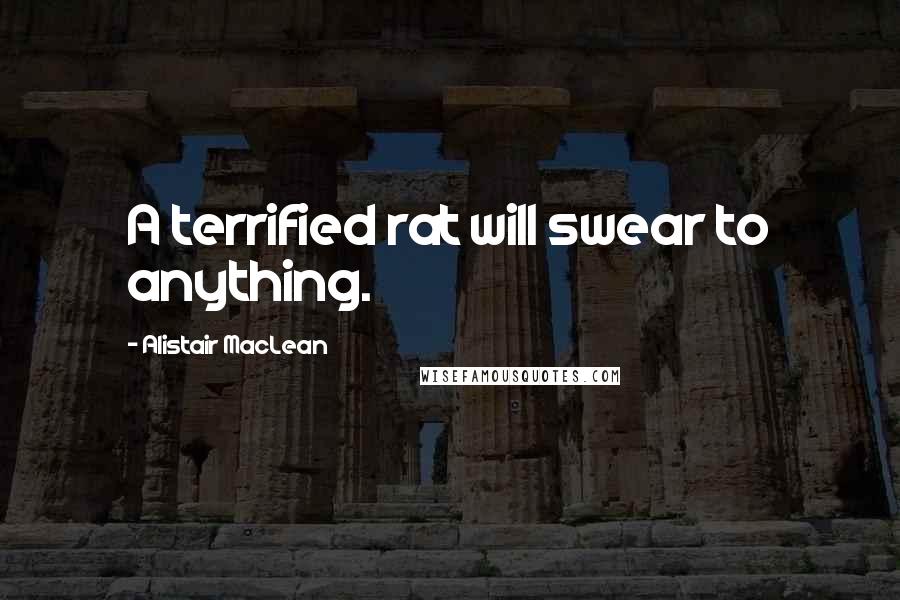 Alistair MacLean Quotes: A terrified rat will swear to anything.