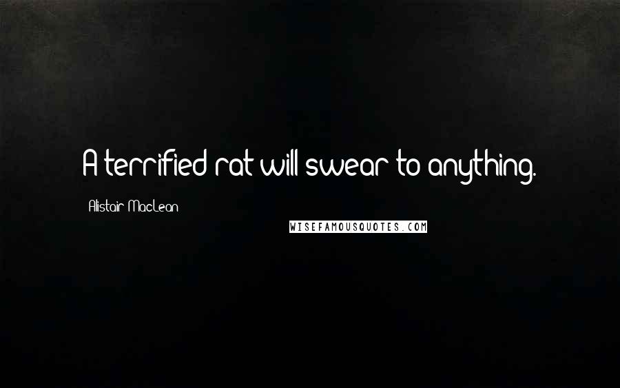 Alistair MacLean Quotes: A terrified rat will swear to anything.