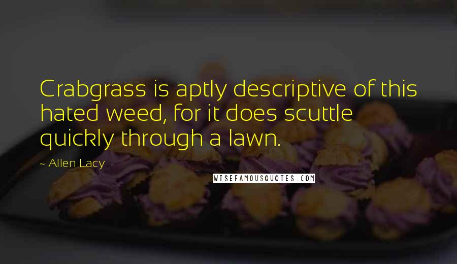 Allen Lacy Quotes: Crabgrass is aptly descriptive of this hated weed, for it does scuttle quickly through a lawn.