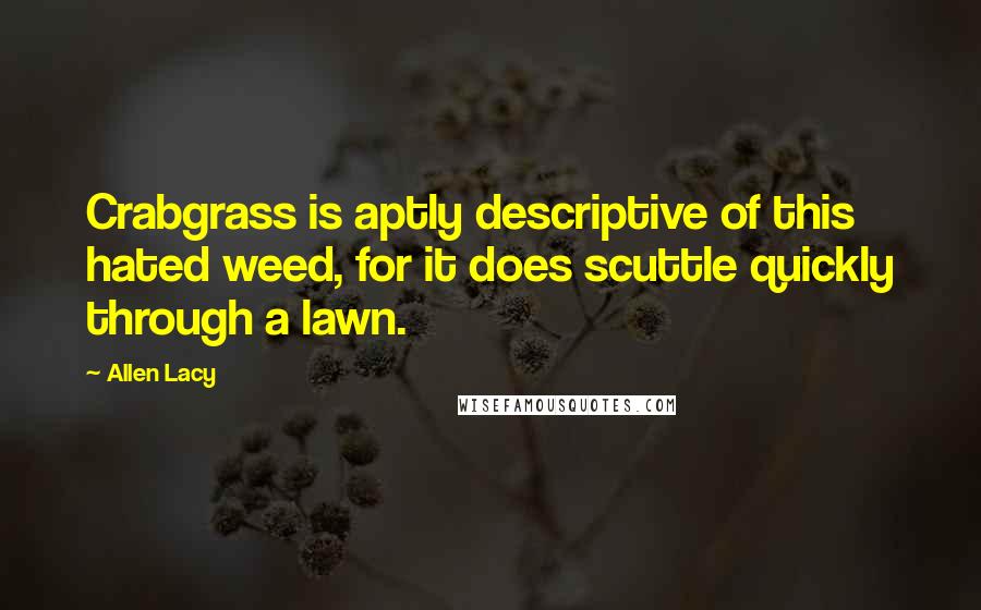 Allen Lacy Quotes: Crabgrass is aptly descriptive of this hated weed, for it does scuttle quickly through a lawn.