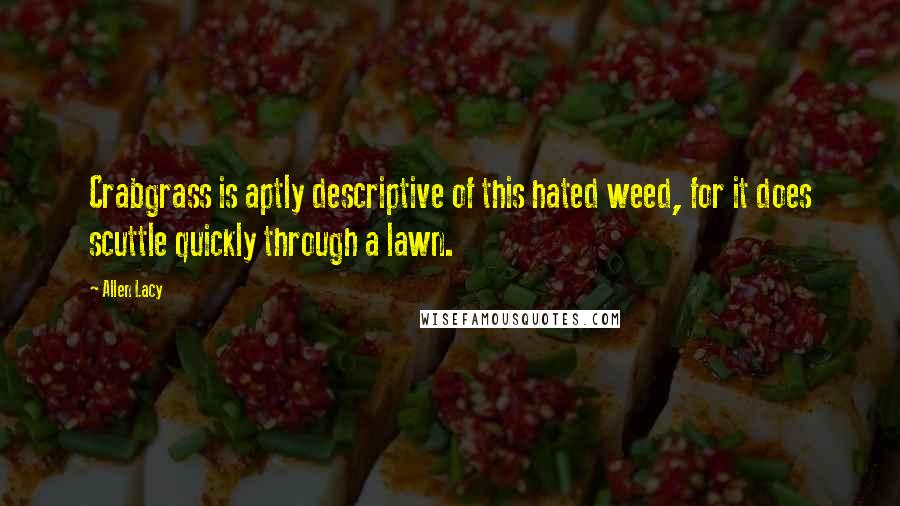 Allen Lacy Quotes: Crabgrass is aptly descriptive of this hated weed, for it does scuttle quickly through a lawn.