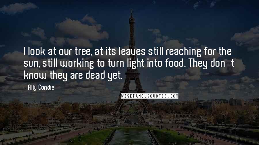 Ally Condie Quotes: I look at our tree, at its leaves still reaching for the sun, still working to turn light into food. They don't know they are dead yet.