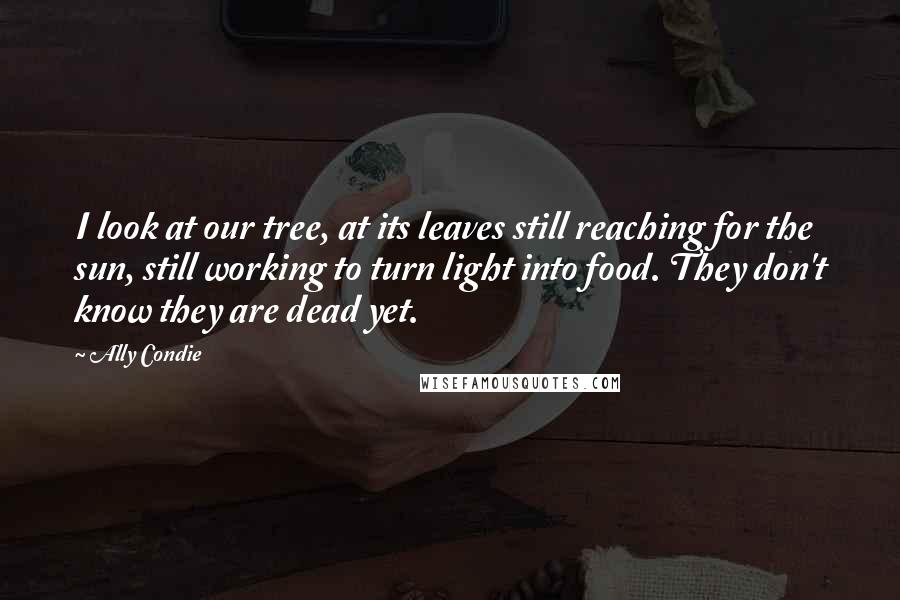 Ally Condie Quotes: I look at our tree, at its leaves still reaching for the sun, still working to turn light into food. They don't know they are dead yet.