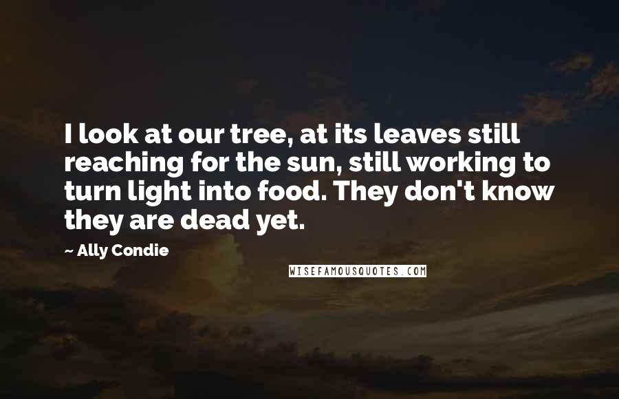 Ally Condie Quotes: I look at our tree, at its leaves still reaching for the sun, still working to turn light into food. They don't know they are dead yet.