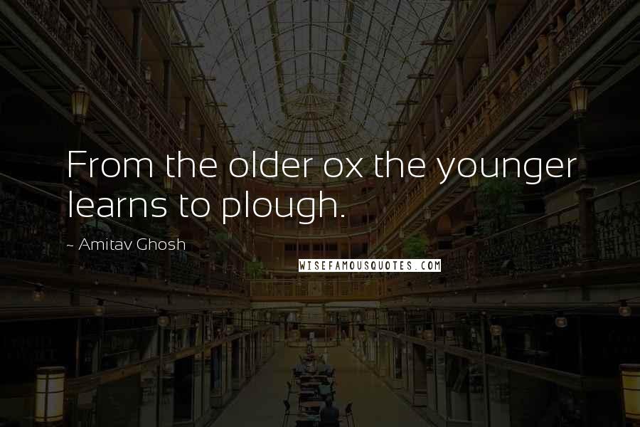 Amitav Ghosh Quotes: From the older ox the younger learns to plough.