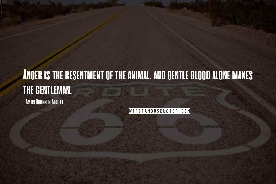 Amos Bronson Alcott Quotes: Anger is the resentment of the animal, and gentle blood alone makes the gentleman.