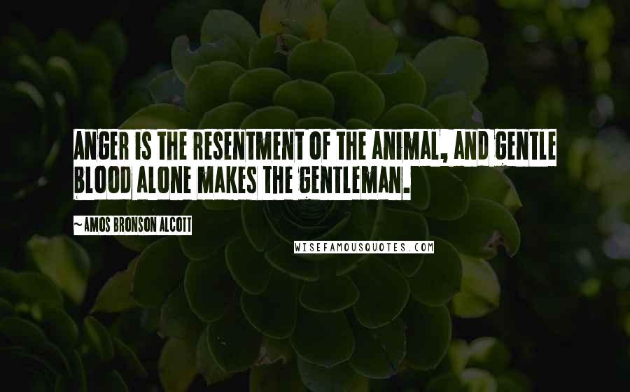 Amos Bronson Alcott Quotes: Anger is the resentment of the animal, and gentle blood alone makes the gentleman.