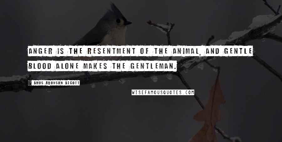 Amos Bronson Alcott Quotes: Anger is the resentment of the animal, and gentle blood alone makes the gentleman.