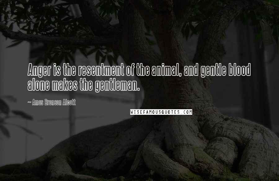 Amos Bronson Alcott Quotes: Anger is the resentment of the animal, and gentle blood alone makes the gentleman.