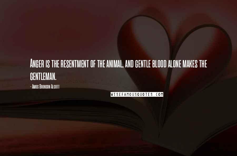 Amos Bronson Alcott Quotes: Anger is the resentment of the animal, and gentle blood alone makes the gentleman.