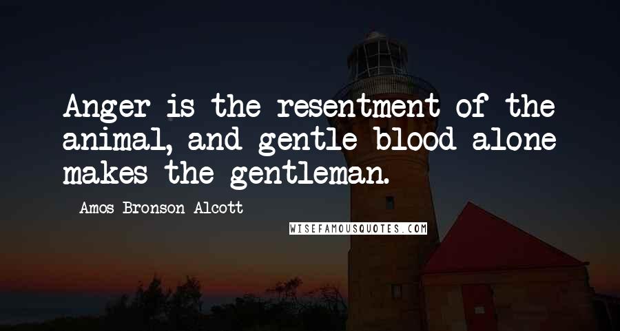 Amos Bronson Alcott Quotes: Anger is the resentment of the animal, and gentle blood alone makes the gentleman.