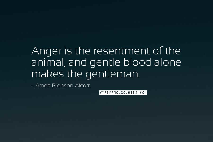 Amos Bronson Alcott Quotes: Anger is the resentment of the animal, and gentle blood alone makes the gentleman.