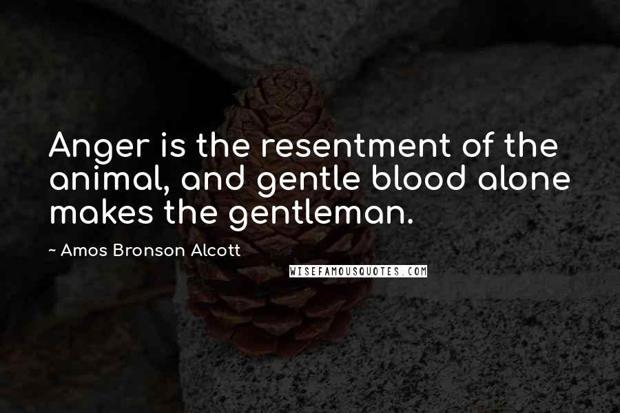 Amos Bronson Alcott Quotes: Anger is the resentment of the animal, and gentle blood alone makes the gentleman.