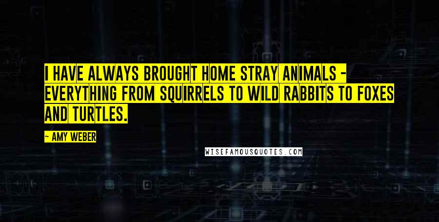 Amy Weber Quotes: I have always brought home stray animals - everything from squirrels to wild rabbits to foxes and turtles.