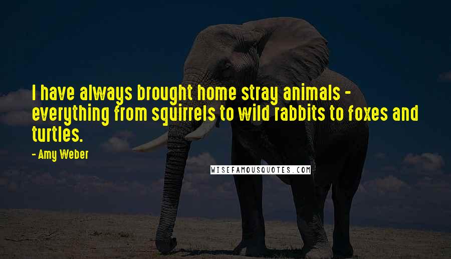 Amy Weber Quotes: I have always brought home stray animals - everything from squirrels to wild rabbits to foxes and turtles.