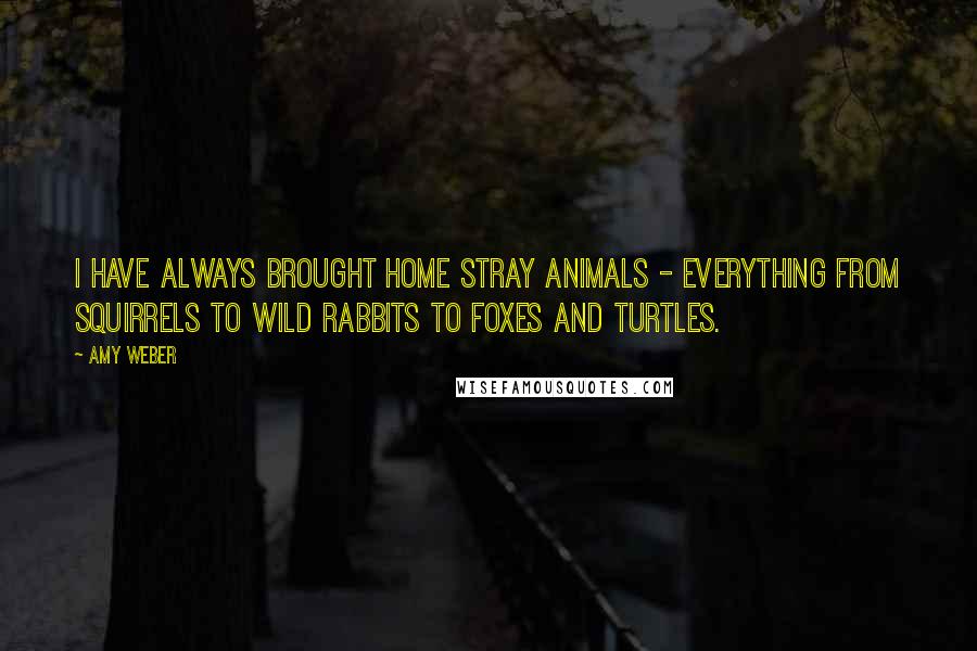 Amy Weber Quotes: I have always brought home stray animals - everything from squirrels to wild rabbits to foxes and turtles.