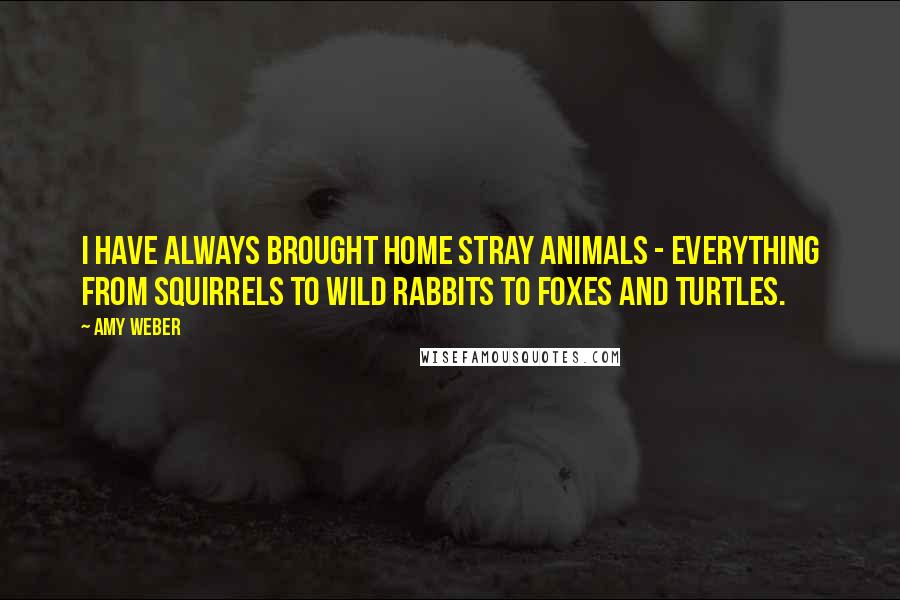 Amy Weber Quotes: I have always brought home stray animals - everything from squirrels to wild rabbits to foxes and turtles.