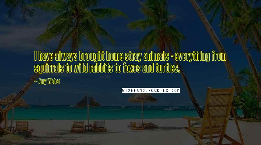 Amy Weber Quotes: I have always brought home stray animals - everything from squirrels to wild rabbits to foxes and turtles.