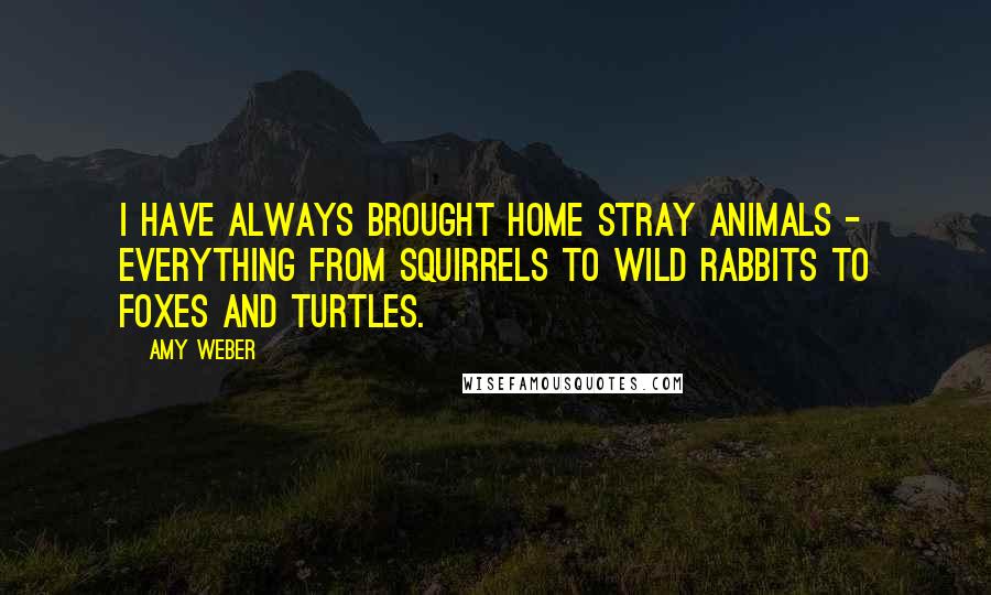 Amy Weber Quotes: I have always brought home stray animals - everything from squirrels to wild rabbits to foxes and turtles.