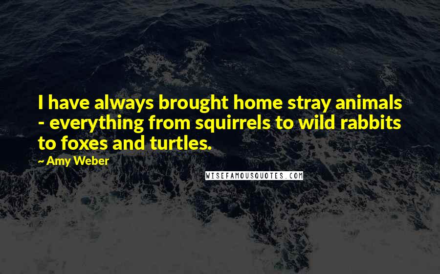 Amy Weber Quotes: I have always brought home stray animals - everything from squirrels to wild rabbits to foxes and turtles.