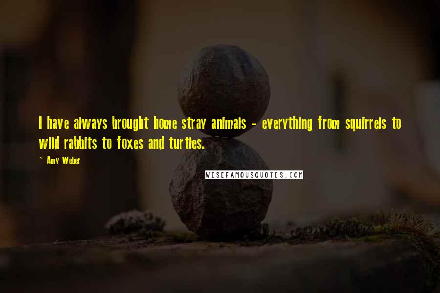 Amy Weber Quotes: I have always brought home stray animals - everything from squirrels to wild rabbits to foxes and turtles.