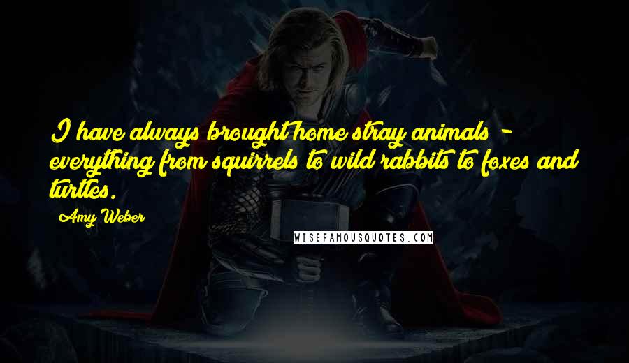 Amy Weber Quotes: I have always brought home stray animals - everything from squirrels to wild rabbits to foxes and turtles.